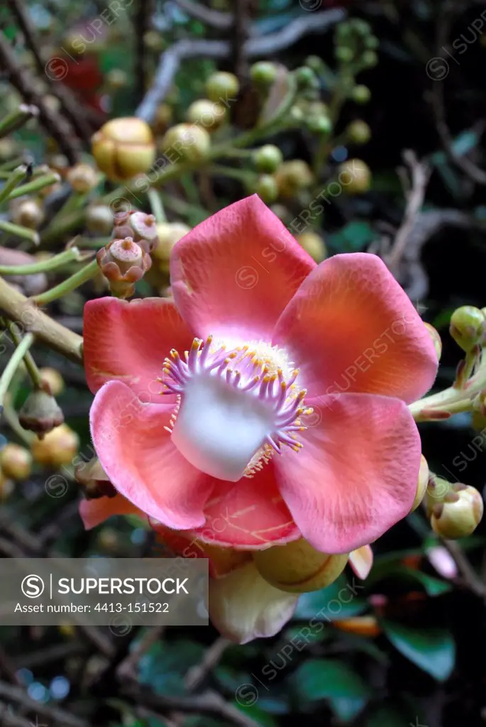 Pink Flower of the Cannonball Tree