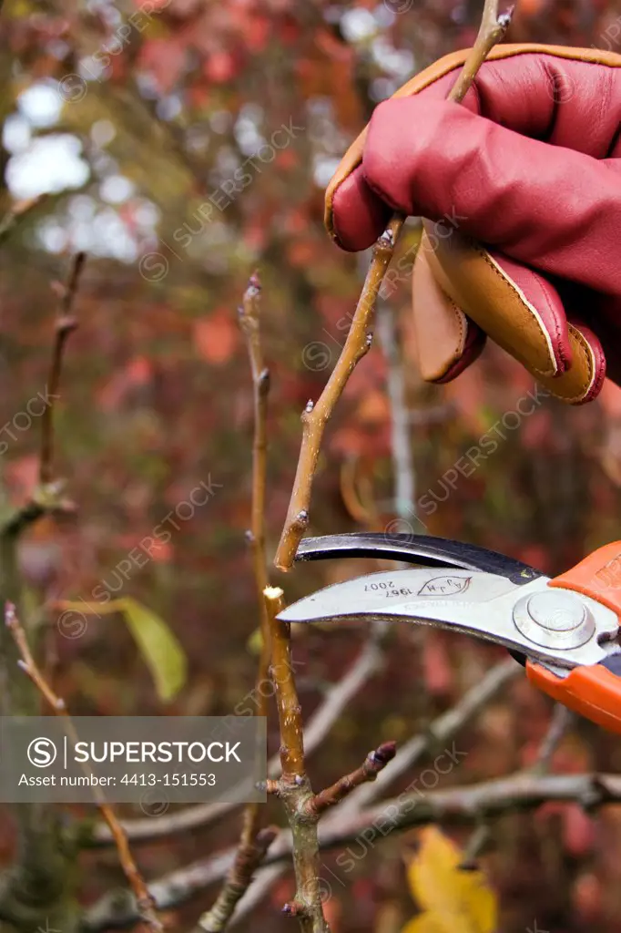 Pruning Pear Tree in Winter