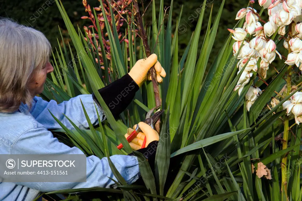 Woman Dead Heading Yucca Flowers