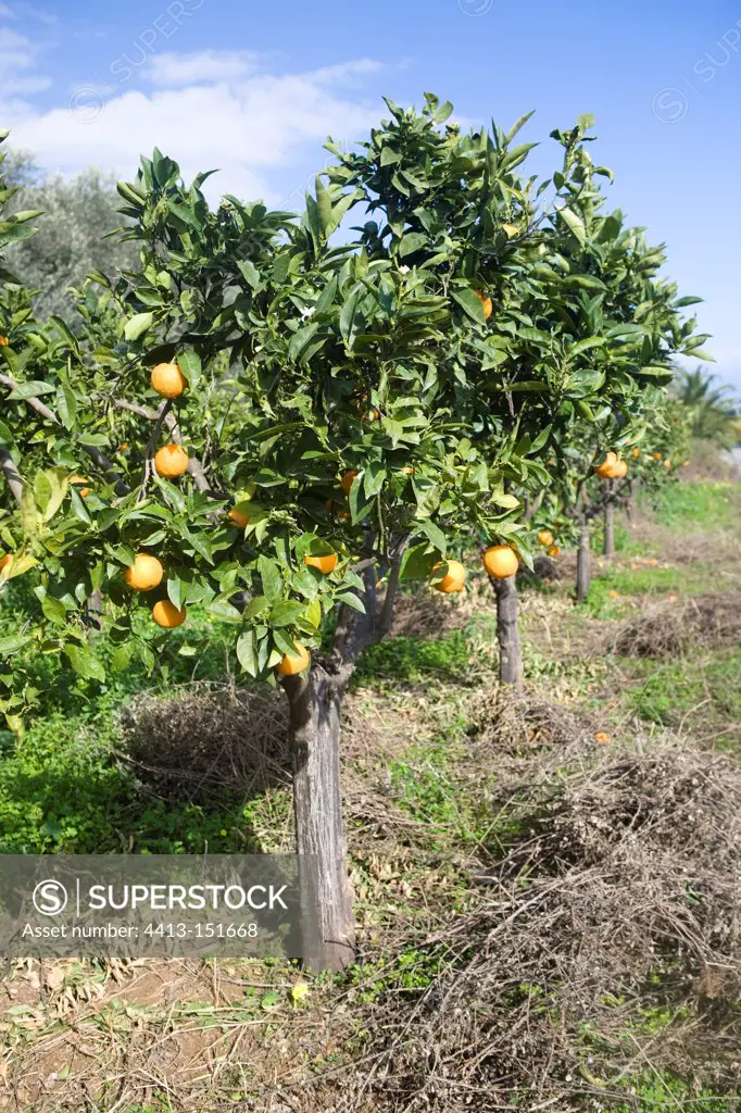 Mandarin fruit in Crete