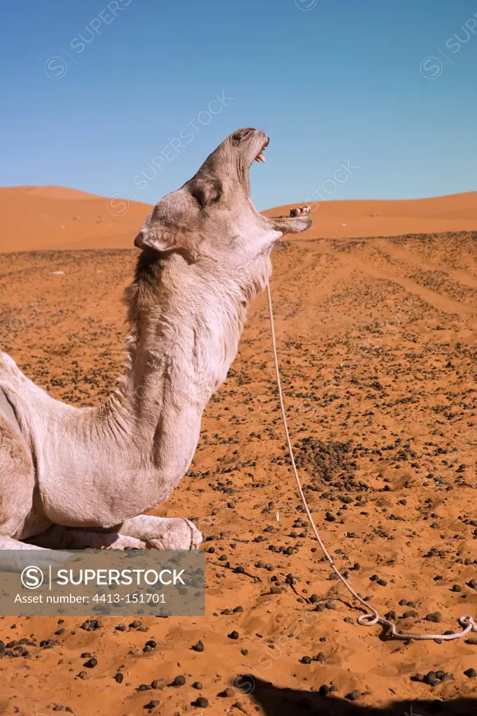 Camel yawning surrounded by dung
