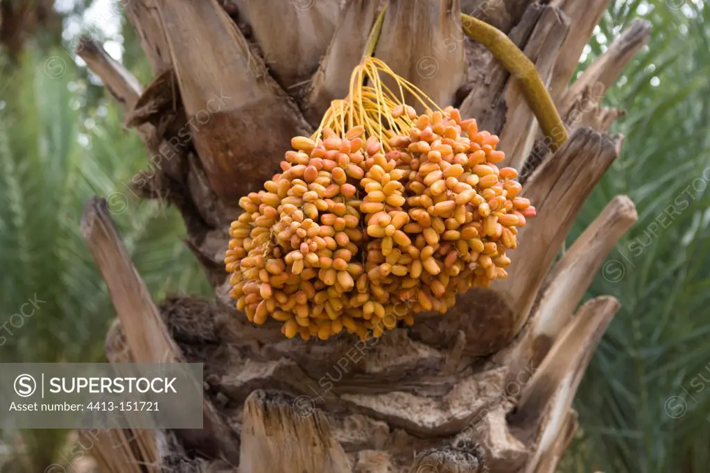 Dates attached to the trunk of a date palm in Morocco