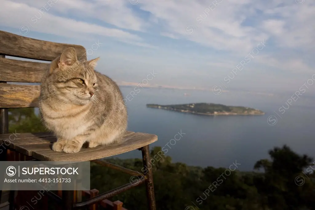Cat on a chair watching the sunset Turkey