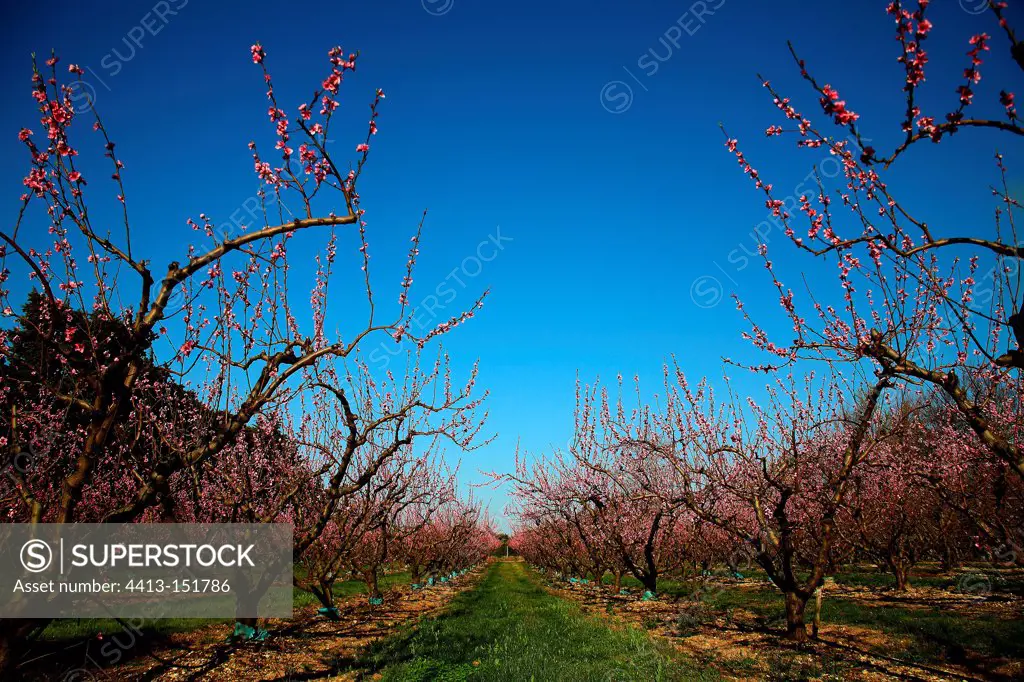 Peach Blossom in the Vaucluse France