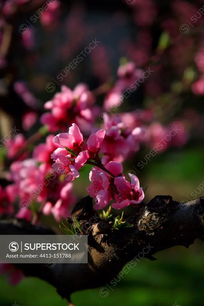Peach Blossom in the Vaucluse France