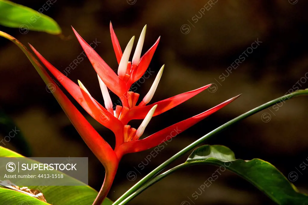 Fower of Heliconia Exotic garden Canary islands Spain