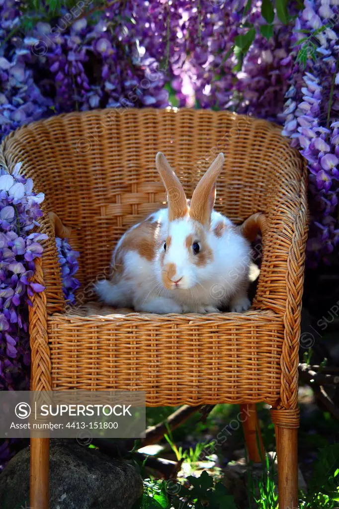 Giant Papillon rabbit on a chair in front of a Glycine