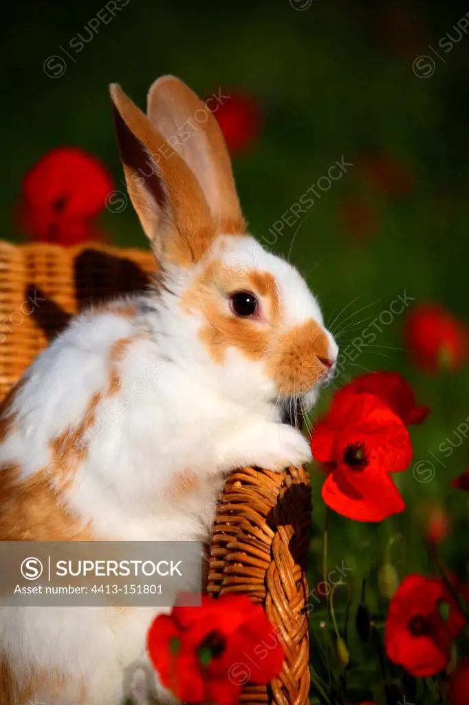 Giant Papillon rabbit on a chair with Poppies