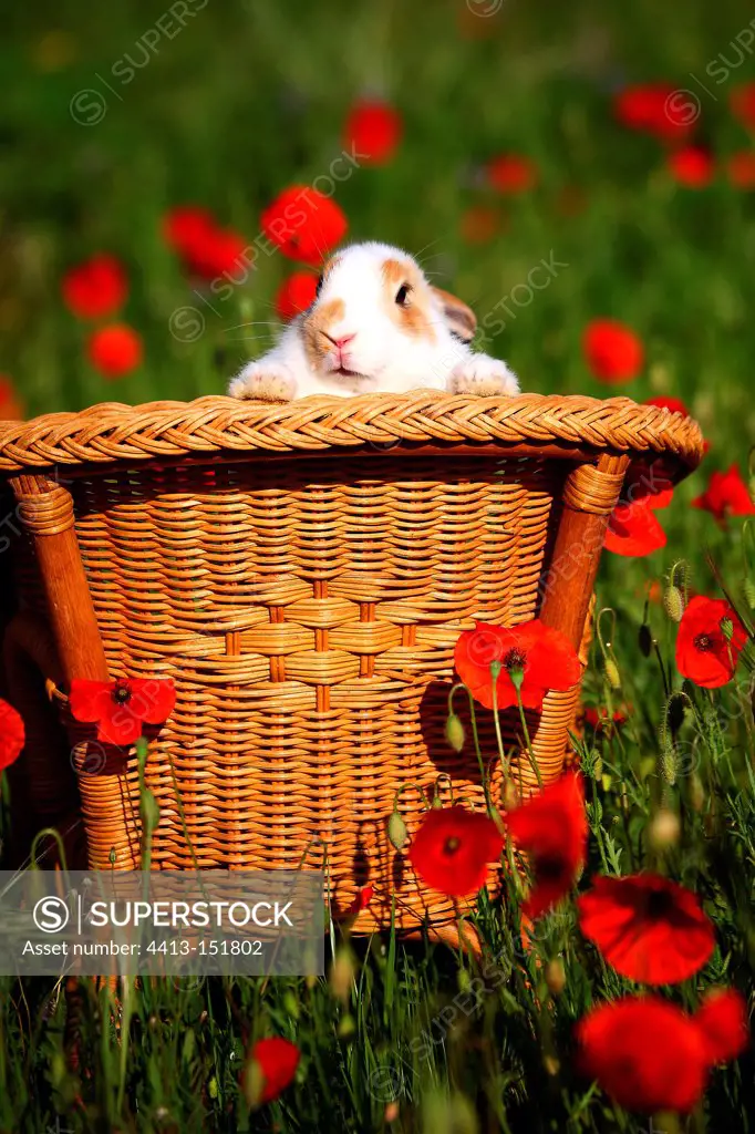 Giant Papillon rabbit on a chair with Poppies