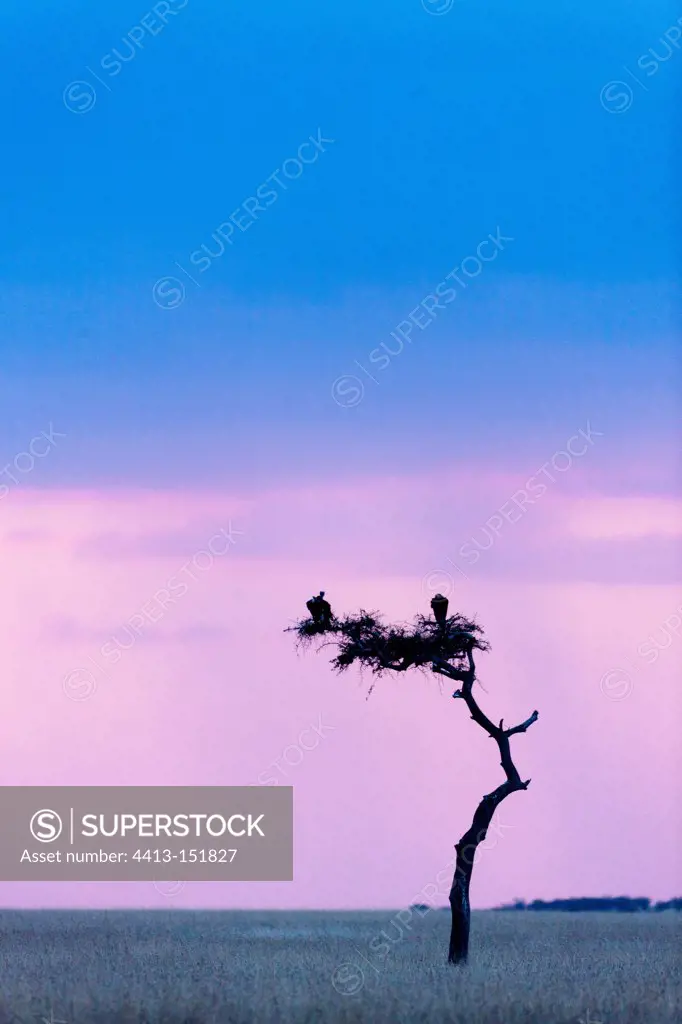 Vultures perched on a tree in the Masai Mara NR Kenya