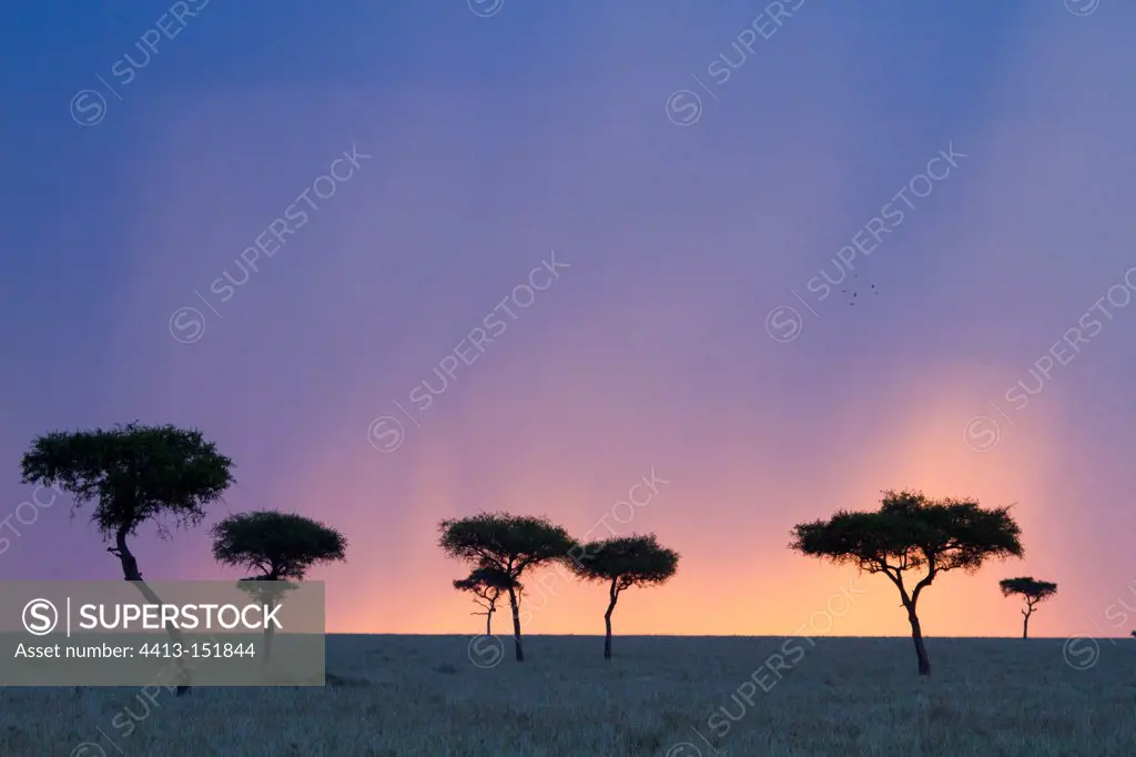 Sunset in the Masai Mara NR Kenya
