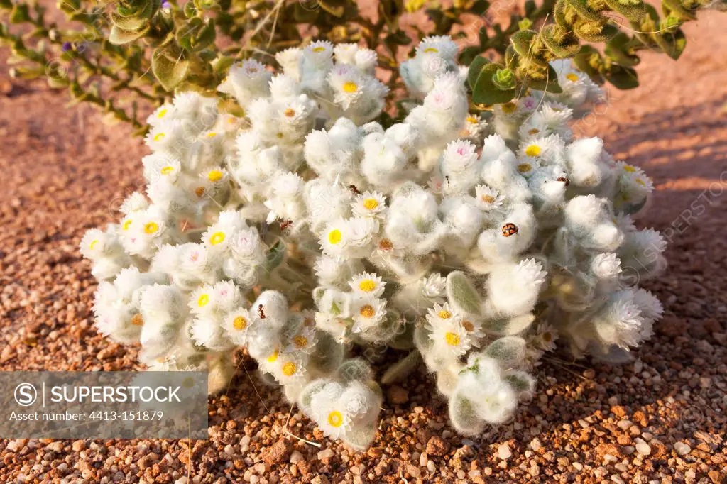 Edelweiss in the Damaraland of Namibia Namibia