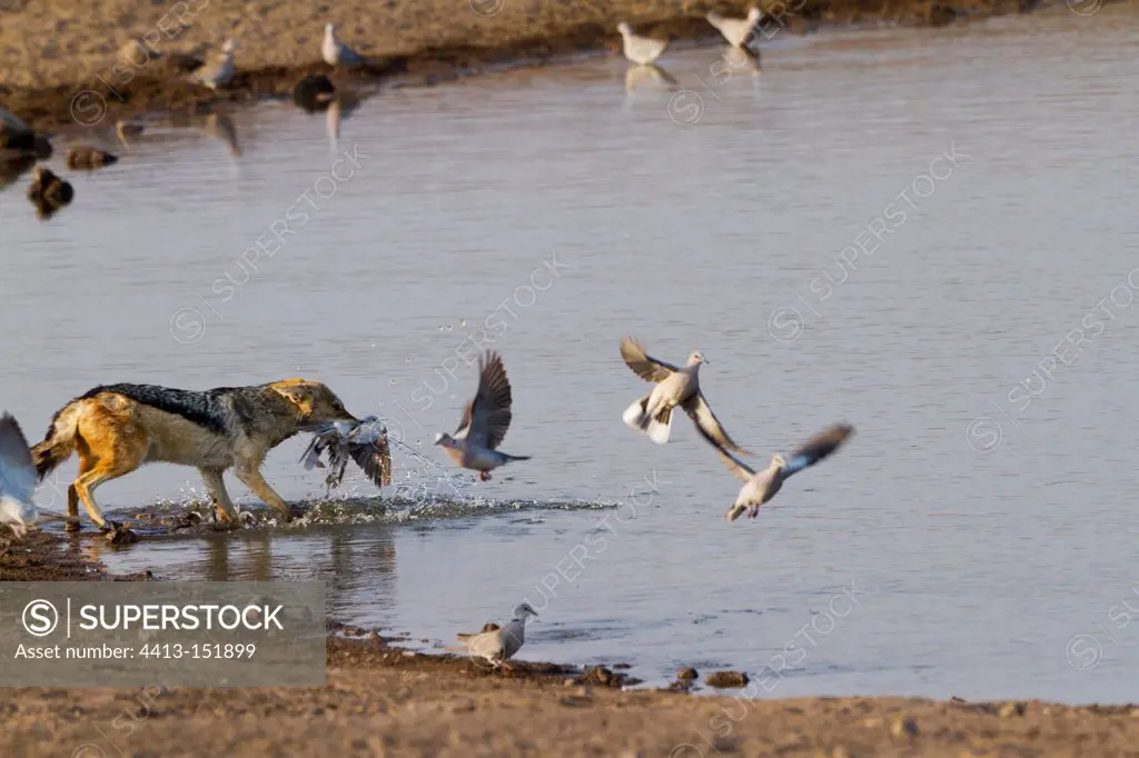 Black-backed Jackal hunting Red-eye doves in the Etosha NP
