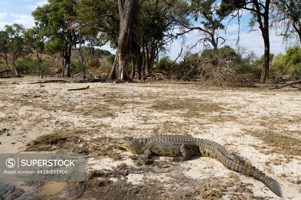 Nil Crocodile in Chobe NP in Botswana