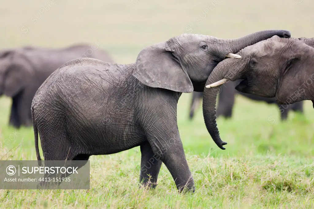 Young African bush elephants playing Masai Mara NR Kenya