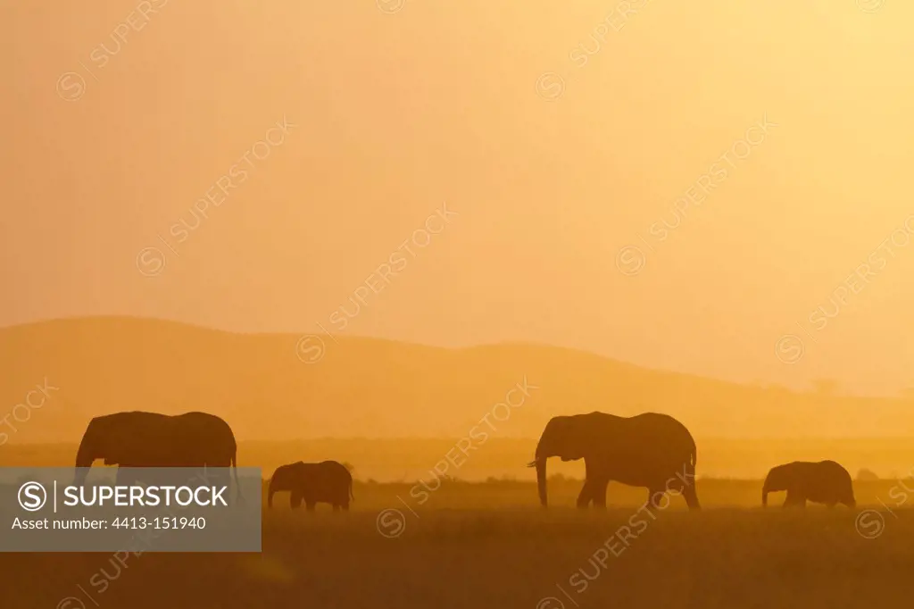 Mother and young Elephants in the Amboseli NP in Kenya