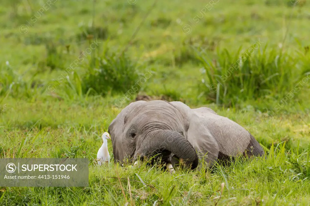 African bush Elephants eating in the Amboseli NP in Kenya