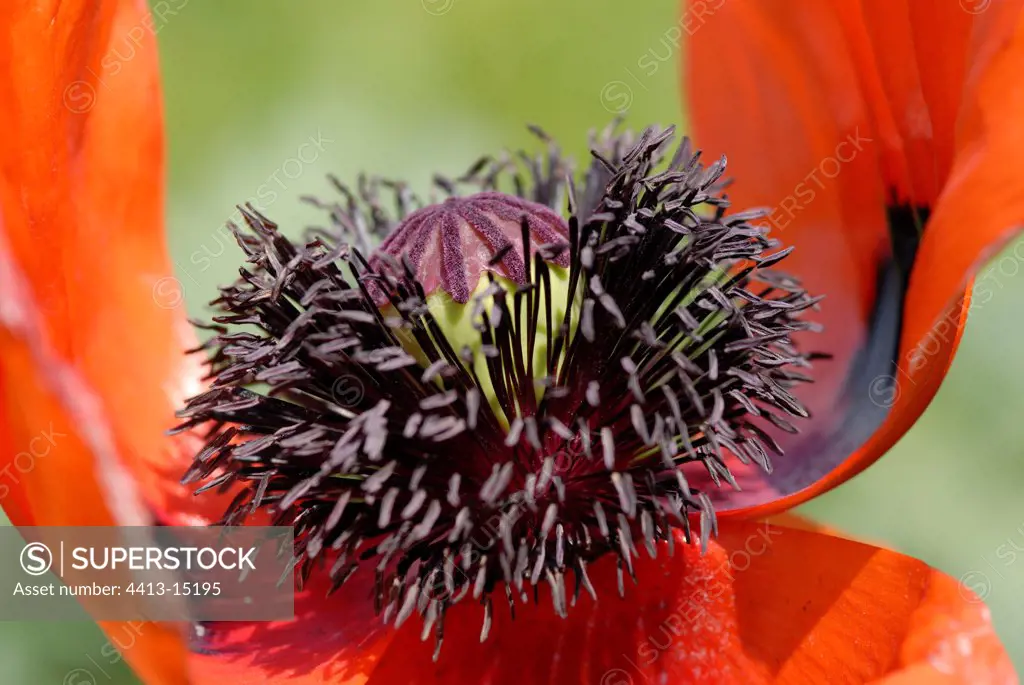 Detail of a flower of Poppy