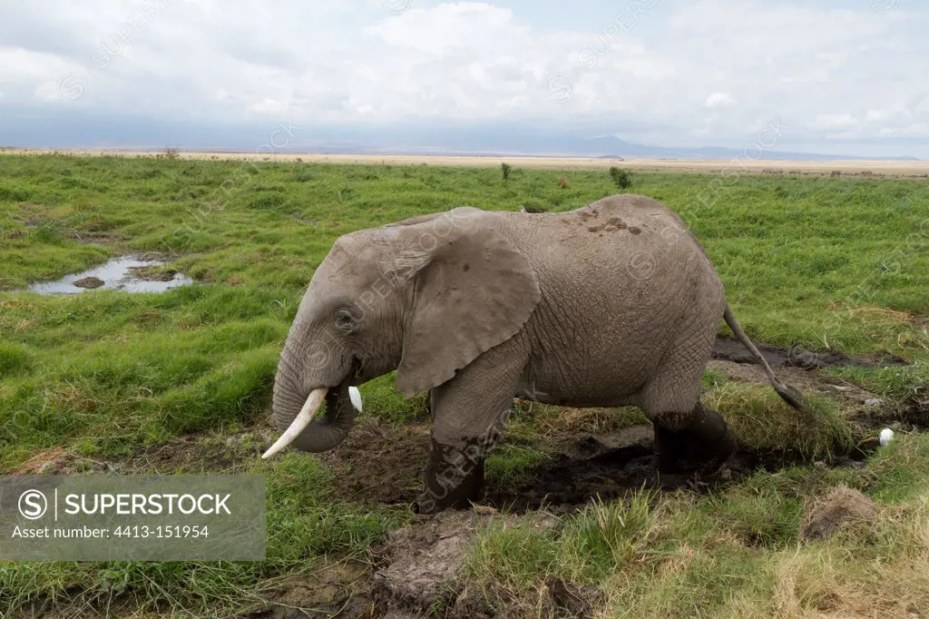 Baby elephant taking a mud bath Amboseli NP Kenya