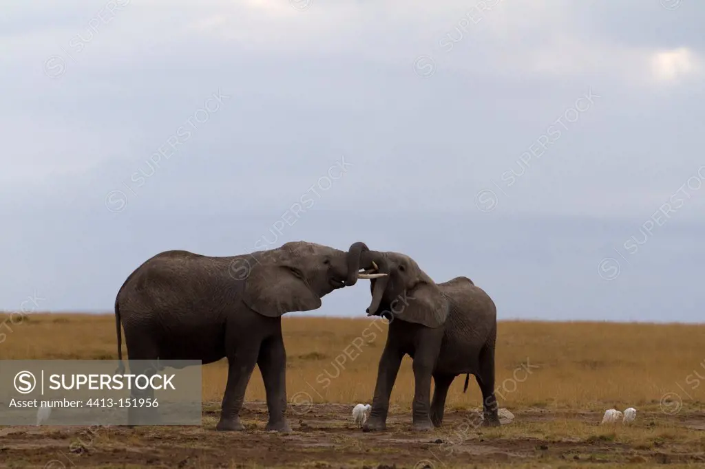 Game between two elephants in the Amboseli NP Kenya