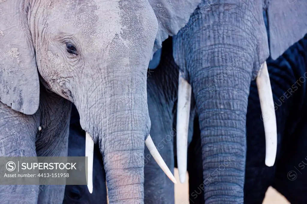 Young elephants in the Amboseli NP Kenya