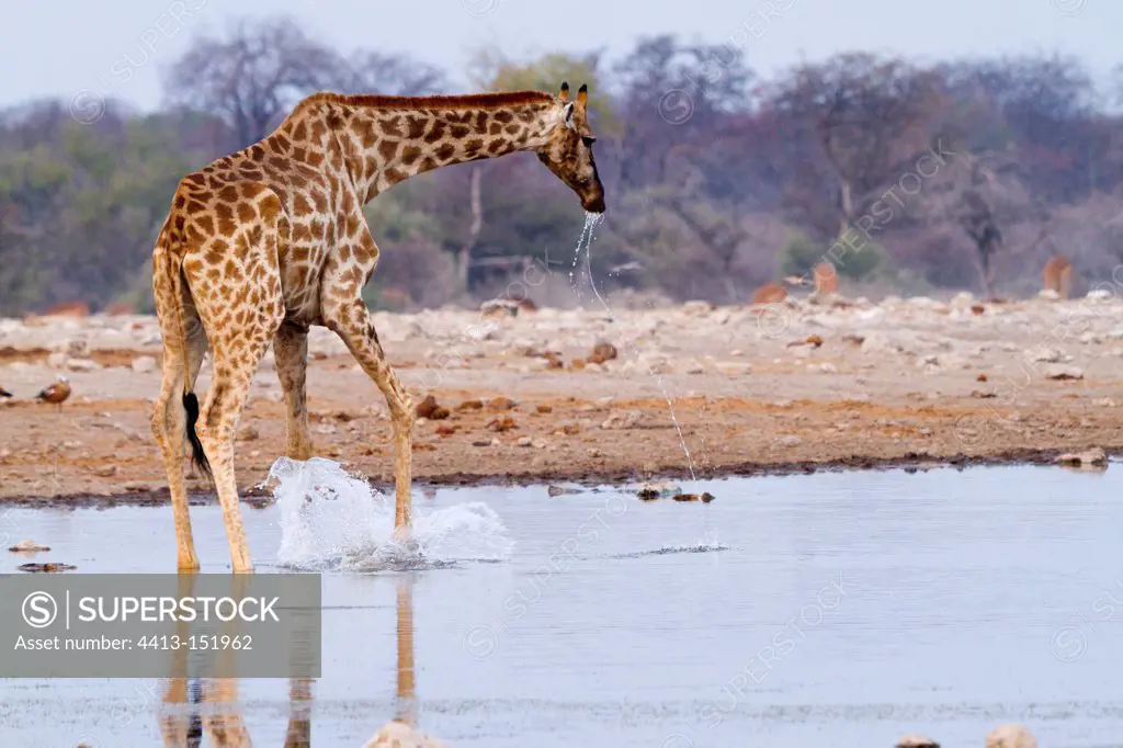 Giraffe drinking at a waterhole in Etosha NP in Namibia