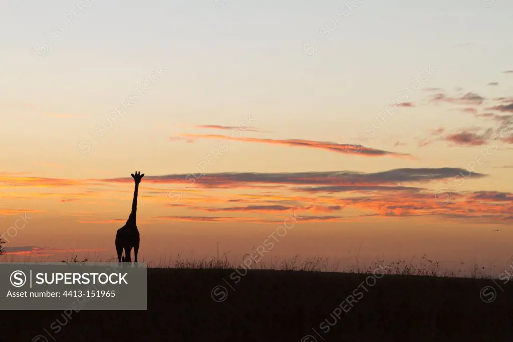 Masai giraffe at sunrise in the Masai Mara NR Kenya
