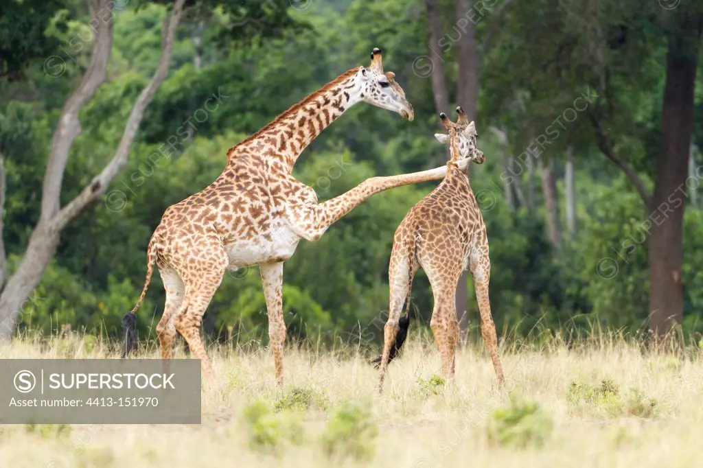 Masai giraffe male fighting in the Masai Mara NR Kenya