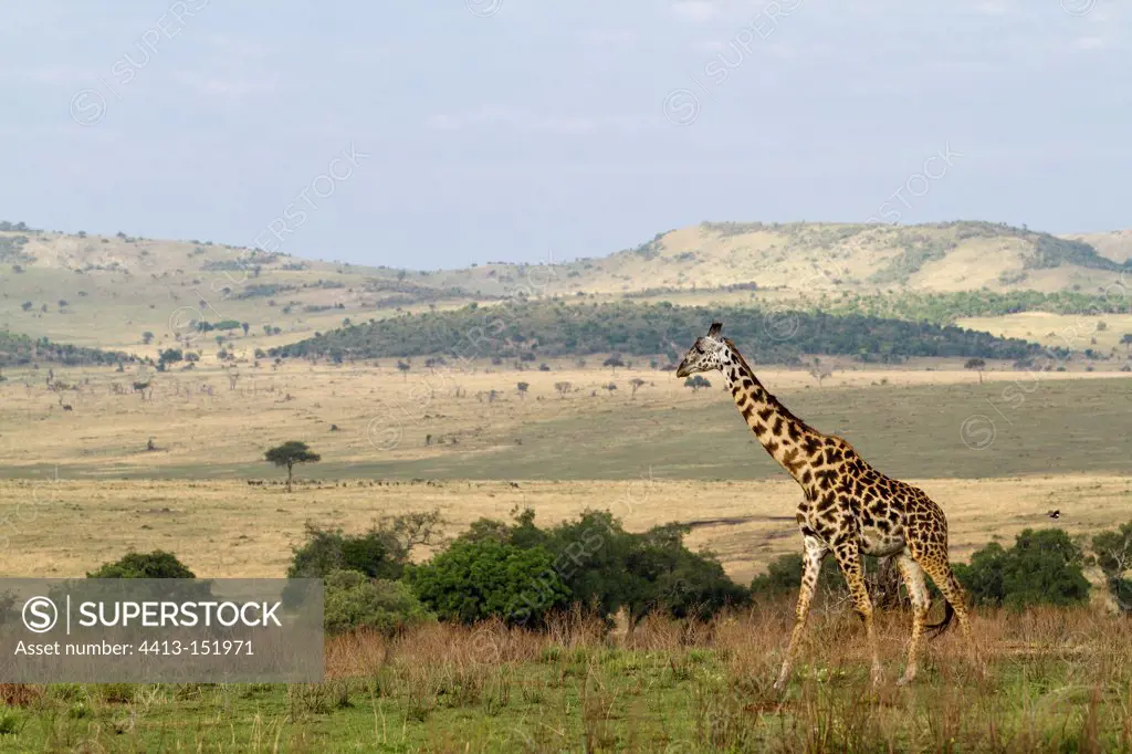 Masai giraffe male in the Masai Mara NR Kenya