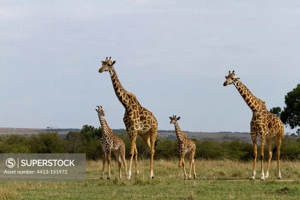 Masai giraffe mother and young in the Masai Mara NR Kenya