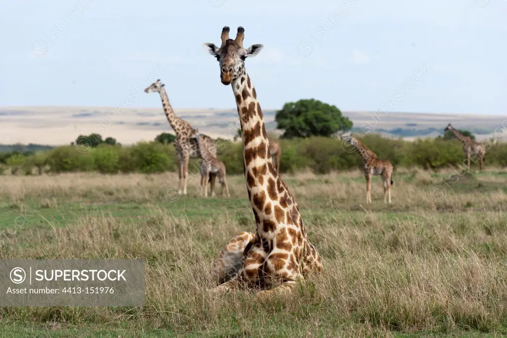 Masai giraffe resting in the Masai Mara NR Kenya