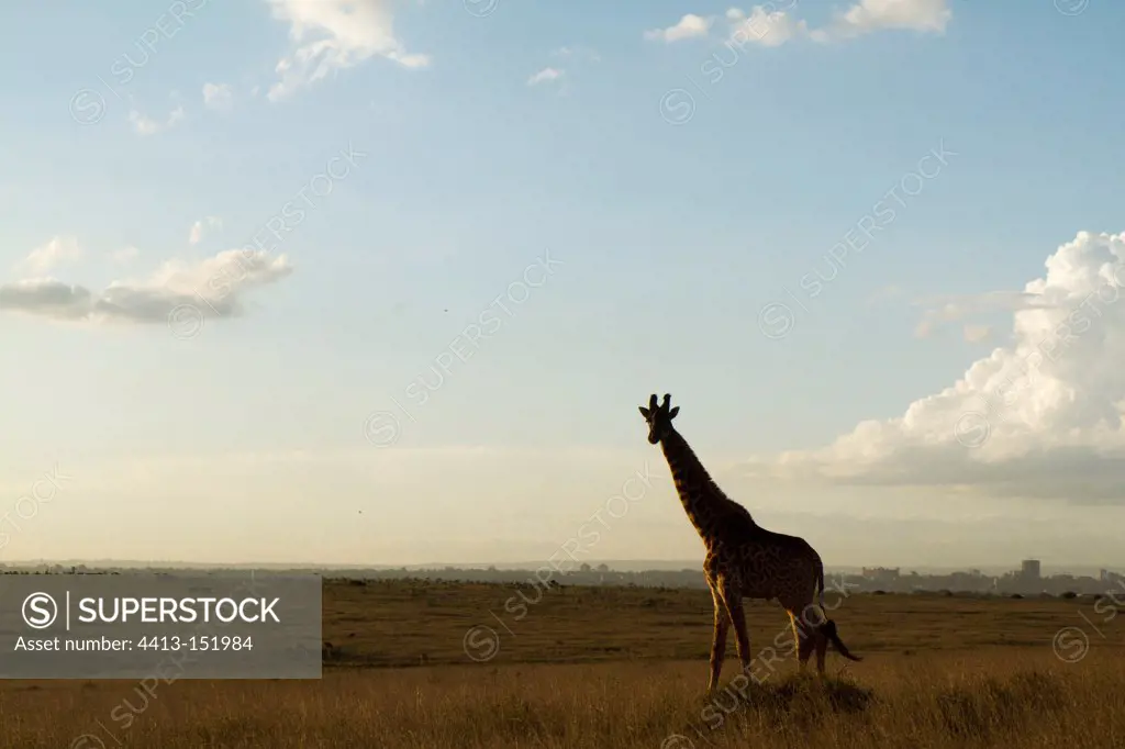 Masai giraffe in the male PN in Nairobi Kenya