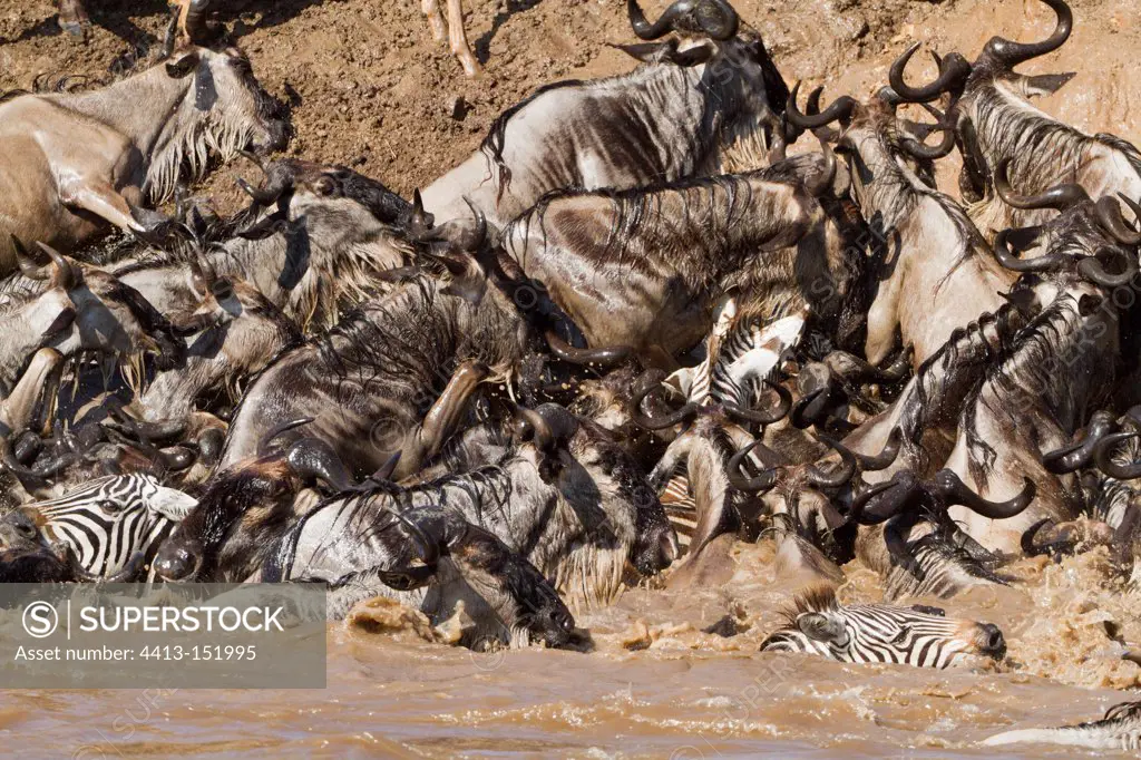 White-bearded wildebeests and Zebras crossing the Mara River