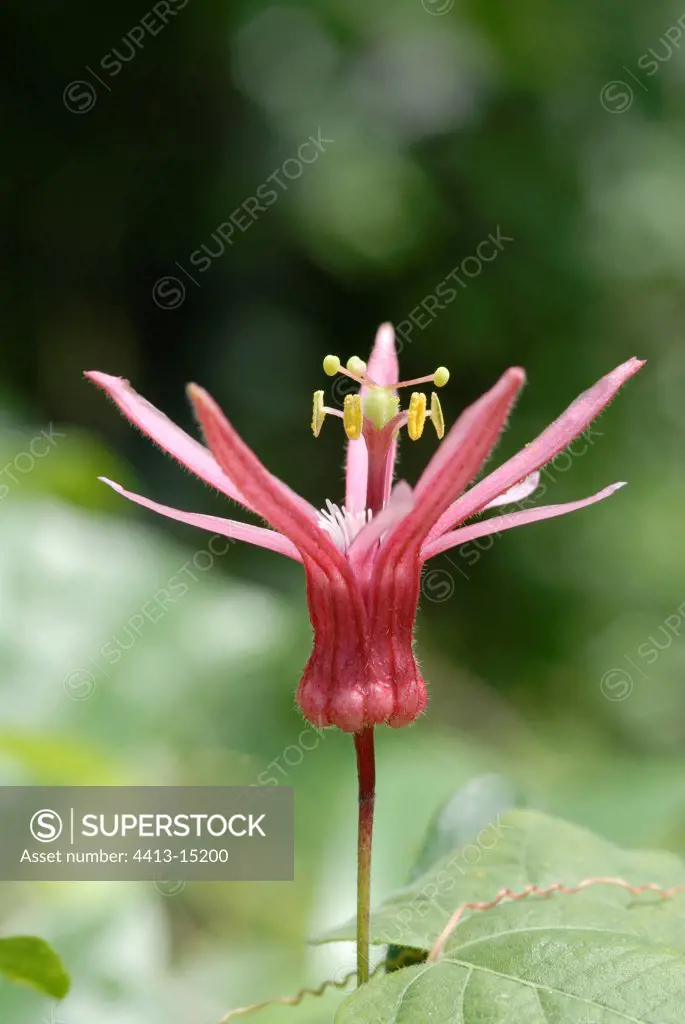 Portrait of flower passionflower