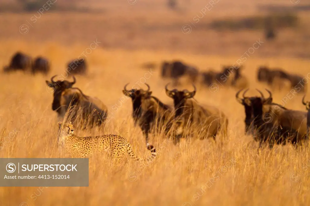 White-bearded wildebeest and Cheetah during migration Kenya