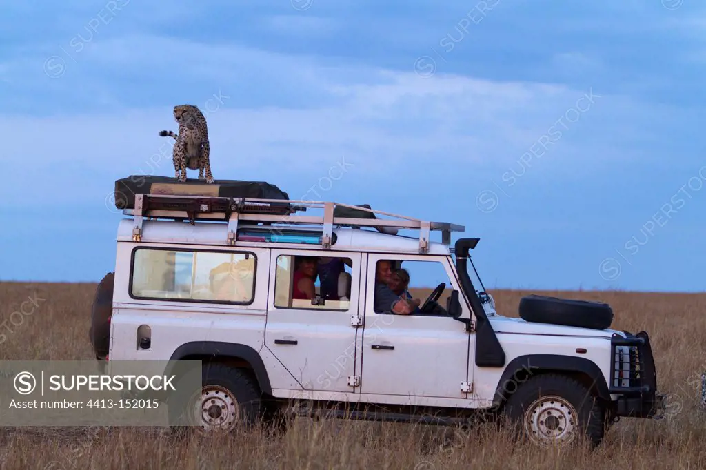 Cheetah perched on the roof of a vehicle's Masai Mara NR