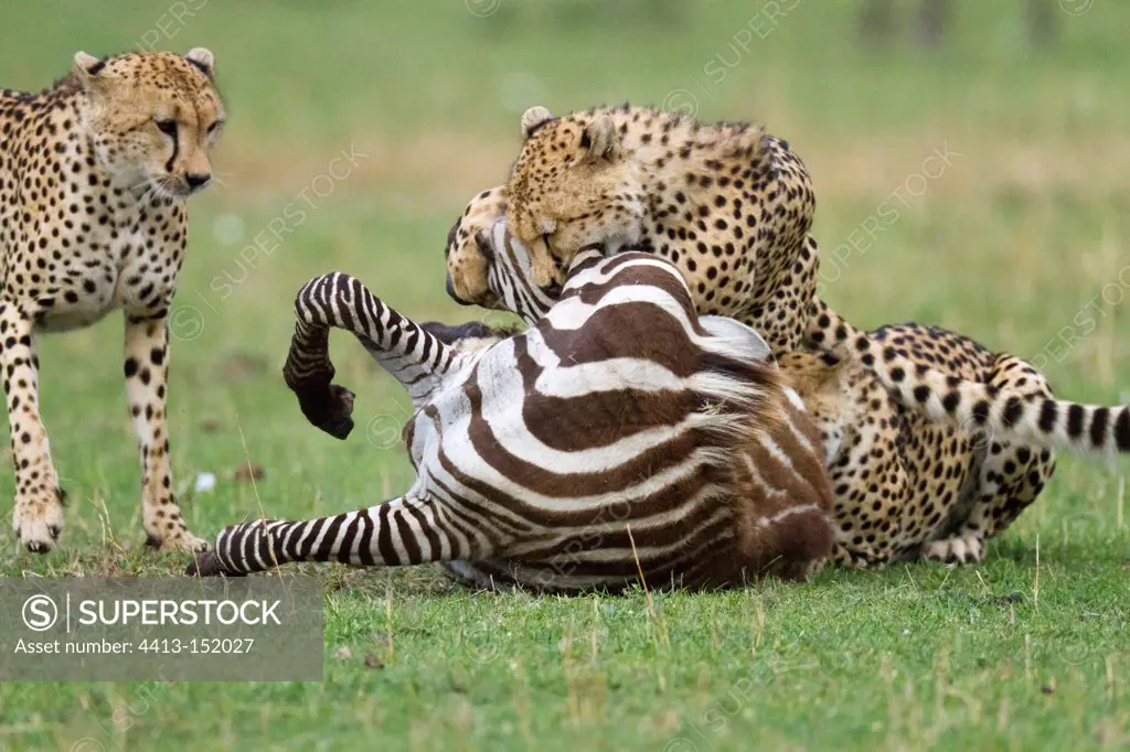 Cheetahs killing a Zebra adult in the Masai Mara NR Kenya