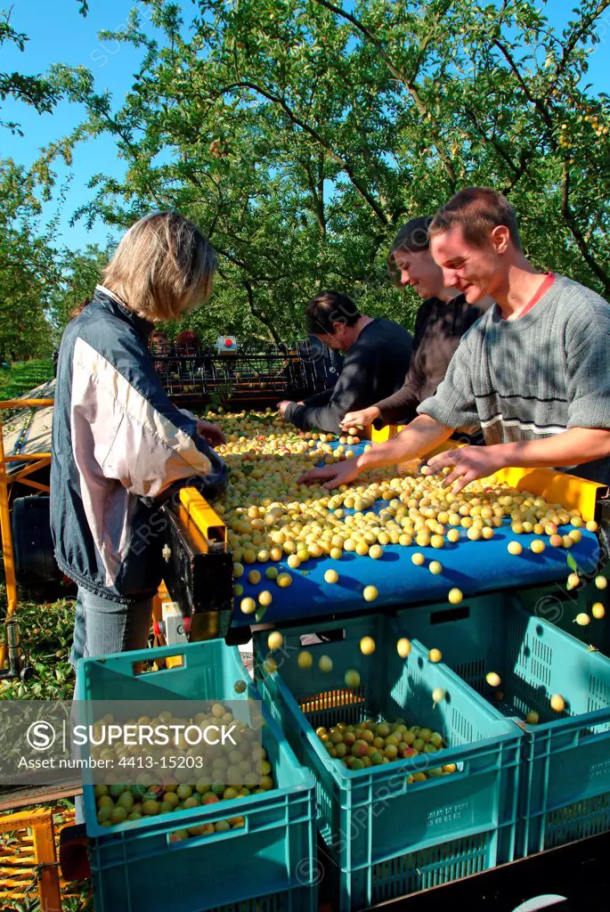 Collect mirabelle plums in Meurthe et Moselle