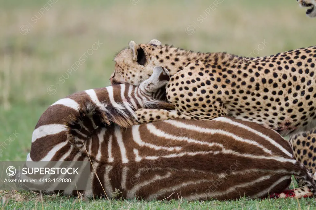 Cheetah killing an adult zebra in the Masai Mara NR Kenya