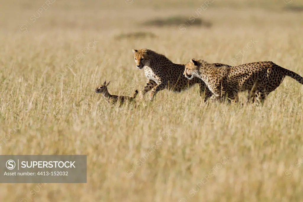Cheetahs hunt a young gazelle in the Maasai Mara RN
