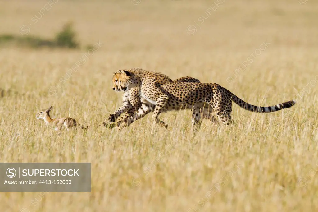 Cheetahs hunt a young gazelle in the Maasai Mara RN