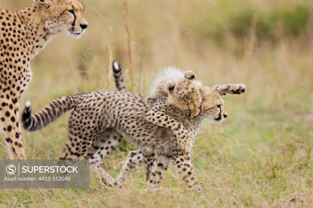 Female cheetah with its young Masai Mara NR Kenya