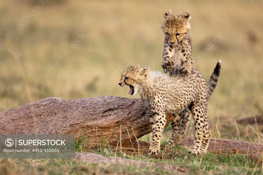Young Cheetahs playing in the RN Masai Mara Kenya