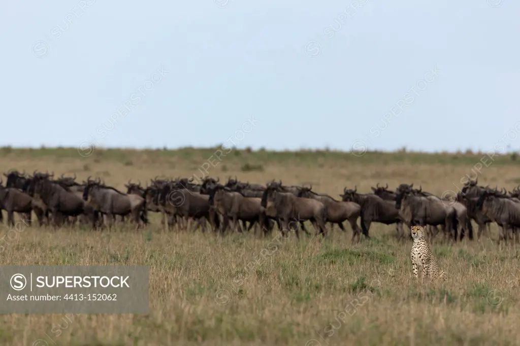 3 brothers Cheetahs and wildebeest in the Masai Mara NR