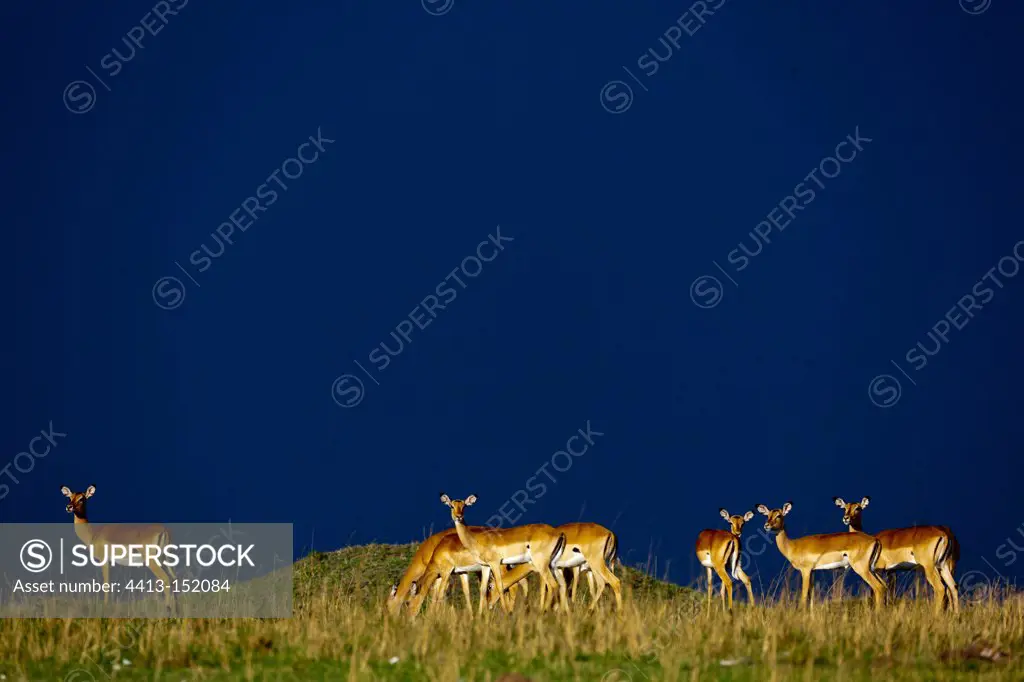 Herd of Impalas in the Masa Marai NR in Kenya
