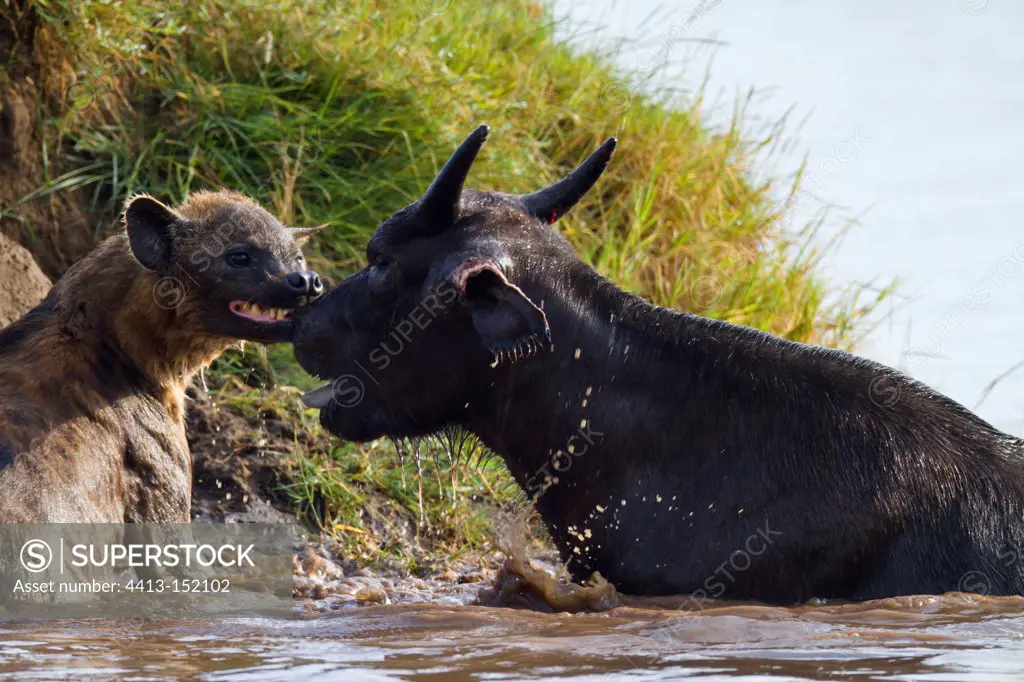 Spotted hyena attacking an African Buffalo Nakuru NP