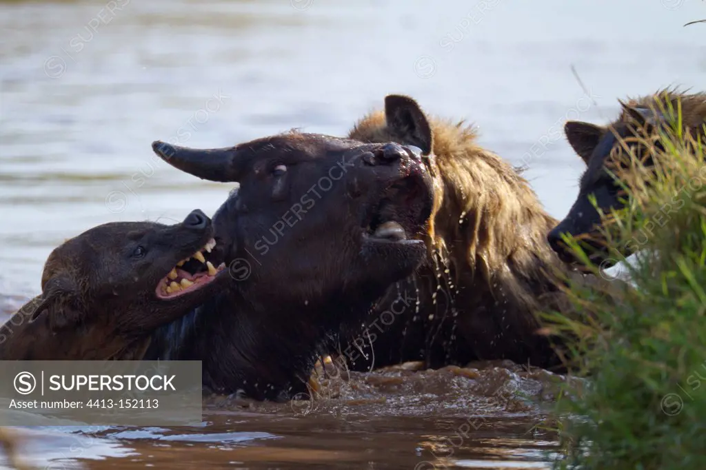 Spotted hyenas attacking an African Buffalo Nakuru NP