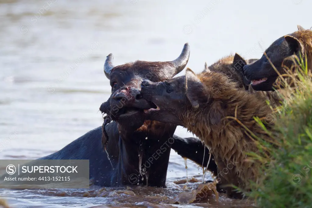 Spotted hyenas attacking an African Buffalo Nakuru NP