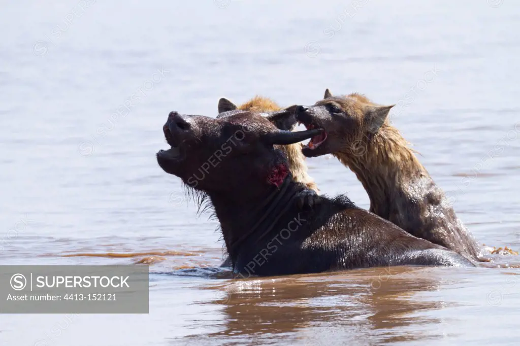 Spotted hyena attacking an African buffalo in the Nakuru NP