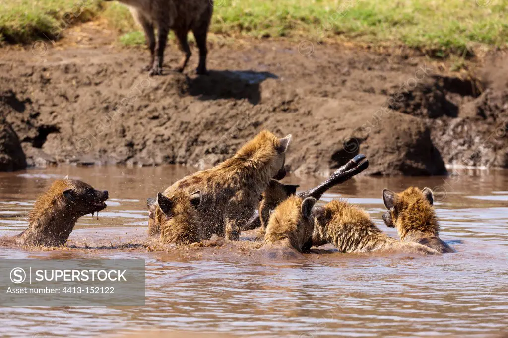 Spotted hyenas eating an African buffalo in the Nakuru NP